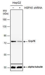 GRP78 Antibody in Western Blot (WB)