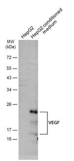 VEGF Antibody in Western Blot (WB)