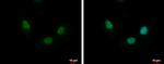 NTHL1 Antibody in Immunocytochemistry (ICC/IF)