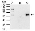 c-Myc Antibody in Immunoprecipitation (IP)