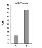 c-Myc Antibody in ChIP Assay (ChIP)