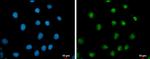 c-Myc Antibody in Immunocytochemistry (ICC/IF)