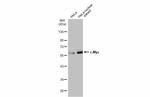 c-Myc Antibody in Western Blot (WB)