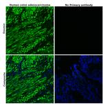 Desmin Antibody in Immunohistochemistry (Paraffin) (IHC (P))