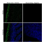 Desmin Antibody in Immunohistochemistry (Paraffin) (IHC (P))