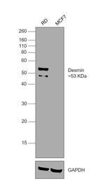 Desmin Antibody in Western Blot (WB)