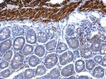 Desmin Antibody in Immunohistochemistry (Paraffin) (IHC (P))