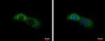 ALDH7A1 Antibody in Immunocytochemistry (ICC/IF)