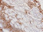 Haptoglobin Antibody in Immunohistochemistry (Paraffin) (IHC (P))