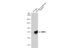 MMP2 Antibody in Western Blot (WB)