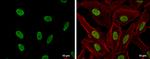 CSB Antibody in Immunocytochemistry (ICC/IF)