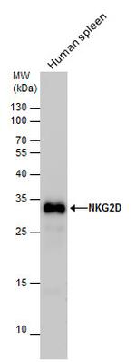 NKG2D Antibody in Western Blot (WB)