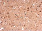 Adiponectin Receptor 1 Antibody in Immunohistochemistry (Paraffin) (IHC (P))