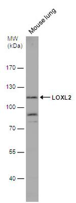 LOXL2 Antibody in Western Blot (WB)