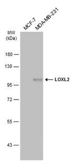 LOXL2 Antibody in Western Blot (WB)