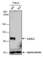 LOXL2 Antibody in Western Blot (WB)