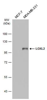 LOXL2 Antibody in Western Blot (WB)