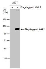 LOXL2 Antibody in Western Blot (WB)