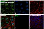 Nkx2.5 Antibody in Immunocytochemistry (ICC/IF)