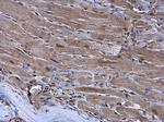 Nkx2.5 Antibody in Immunohistochemistry (Paraffin) (IHC (P))