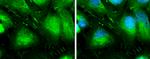 L-Plastin Antibody in Immunocytochemistry (ICC/IF)