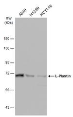 L-Plastin Antibody in Western Blot (WB)