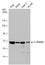 L-Plastin Antibody in Western Blot (WB)