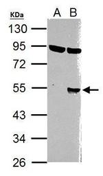 WNT1 Antibody in Western Blot (WB)