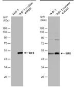 IRF8 Antibody in Western Blot (WB)