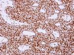 APE1 Antibody in Immunohistochemistry (Paraffin) (IHC (P))