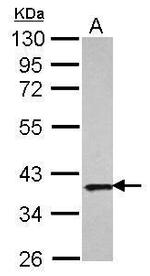 APE1 Antibody in Western Blot (WB)