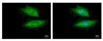 VCPIP1 Antibody in Immunocytochemistry (ICC/IF)