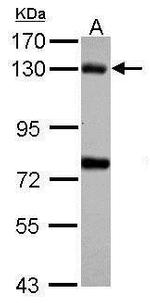 Bub1 Antibody in Western Blot (WB)