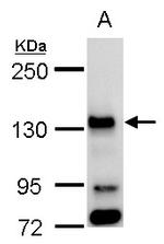 Bub1 Antibody in Western Blot (WB)