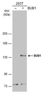 Bub1 Antibody in Western Blot (WB)