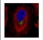 GOLPH2 Antibody in Immunocytochemistry (ICC/IF)