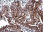 GOLPH2 Antibody in Immunohistochemistry (Paraffin) (IHC (P))