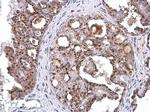 GOLPH2 Antibody in Immunohistochemistry (Paraffin) (IHC (P))