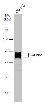 GOLPH2 Antibody in Western Blot (WB)