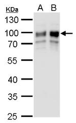 GOLPH2 Antibody in Western Blot (WB)