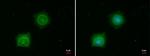 PINK1 Antibody in Immunocytochemistry (ICC/IF)