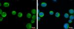 IKK beta Antibody in Immunocytochemistry (ICC/IF)