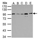 IKK beta Antibody in Western Blot (WB)