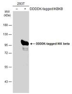 IKK beta Antibody in Western Blot (WB)