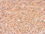 DCTD Antibody in Immunohistochemistry (Paraffin) (IHC (P))