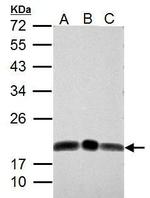 DCTD Antibody in Western Blot (WB)