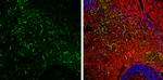 GFAP Antibody in Immunohistochemistry (Frozen) (IHC (F))