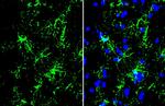 GFAP Antibody in Immunohistochemistry (Frozen) (IHC (F))