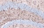 GFAP Antibody in Immunohistochemistry (Paraffin) (IHC (P))