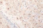 GFAP Antibody in Immunohistochemistry (Paraffin) (IHC (P))